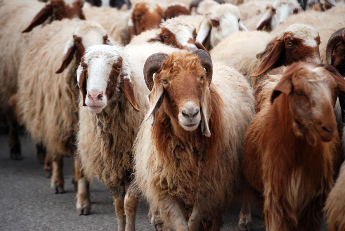 ÙØªÙØ¬Ø© Ø¨Ø­Ø« Ø§ÙØµÙØ± Ø¹Ù Ø°Ø¨Ø­ Ø§ÙØ£Ø¶Ø­ÙØ©