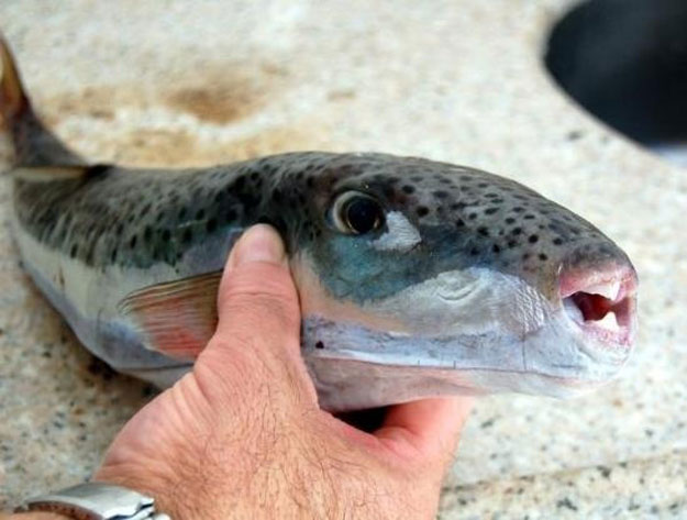 بالصور.. 7 أسماك سامة يأكلها المصريون