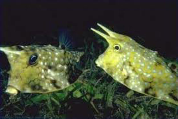 بالصور.. 7 أسماك سامة يأكلها المصريون