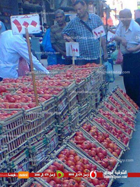 انخفاض أسعار الطماطم بالشرقية