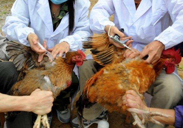 حملة للتقصي الوبائي النشط لمرض أنفلونزا الطيور بالشرقية 1 تحصين 298 ألف طائر ضد مرض أنفلونزا الطيور بالشرقيةتحصين 298 ألف طائر ضد مرض أنفلونزا الطيور بالشرقية