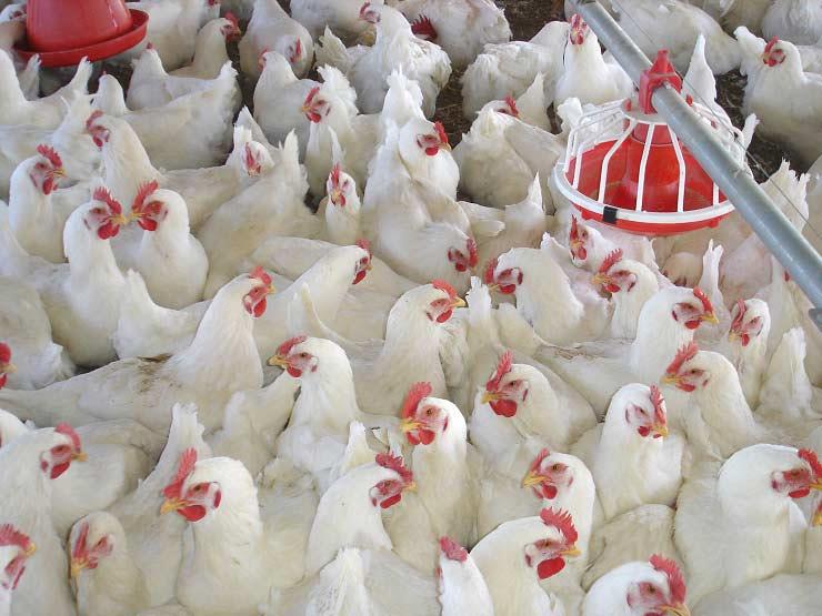 ارتفاع جديد في أسعار الفراخ البيضاء اليوم الجمعة 1 الدواجن