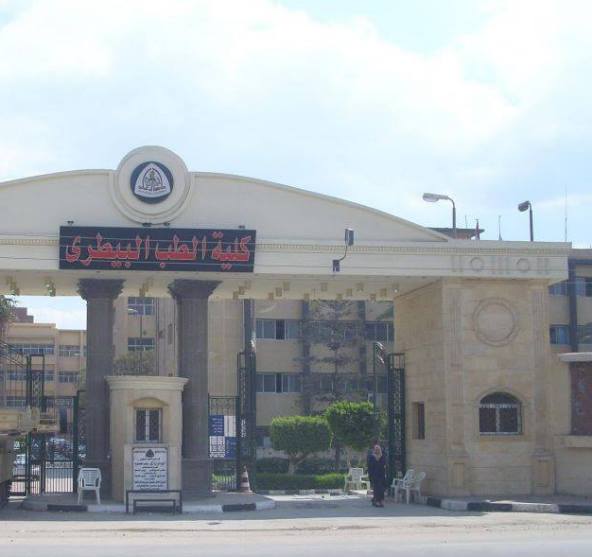 طب بيطري الزقازيق