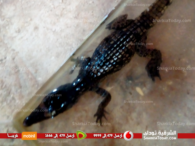 حديقة حيوان الزقازيق تستقبل تمساح منيا القمح 2 حديقة حيوان الزقازيق تستقبل تمساح منيا القمح