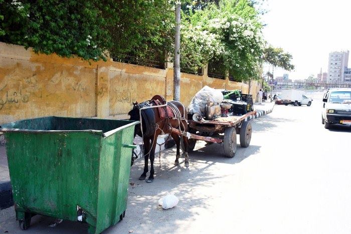 محافظ الشرقية يضبط أحد نباشي القمامة وتوكتوك بالزقازيق 1 محافظ الشرقية يضبط أحد نباشي القمامة وتوكتوك مخالف بالزقازيق