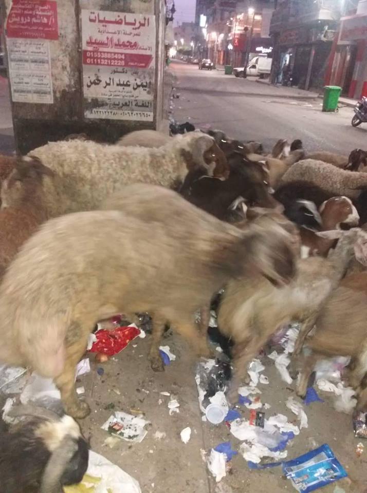 رئيس حي ثان الزقازيق يتحفظ على 12 خروف