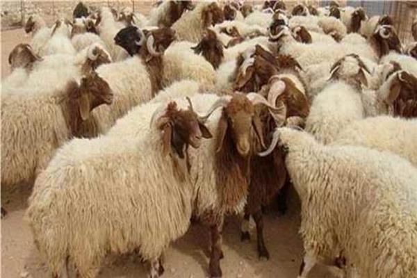 3 علامات تؤكد سلامة الأضحية تعرف عليها 1 الأضحية