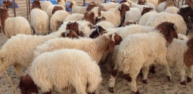 إزاي تشتري أضحية للعيد من غير خداع ؟ تعرف على التفاصيل 1 خروف العيد
