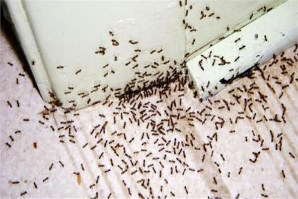 طريقة طرد النمل من المنزل بدون مبيدات حشرية 1 طريقة طرد النمل من المنزل