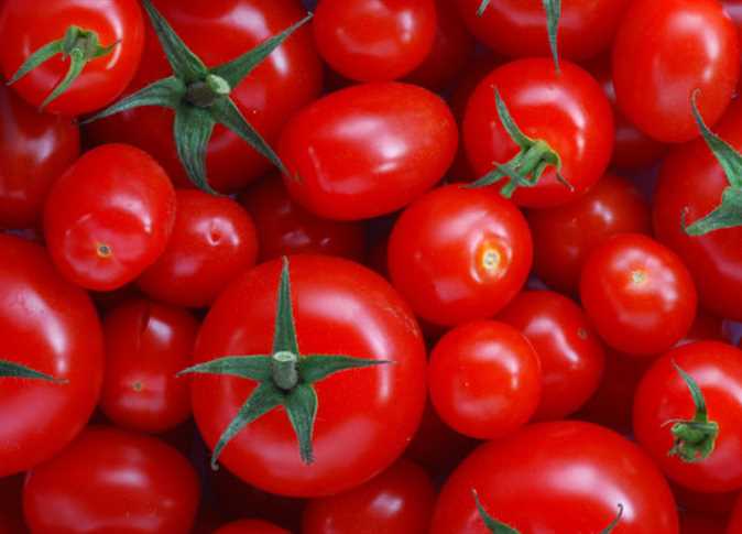 وزارة الزراعة تعلق على انتشار «فيروس الطماطم»