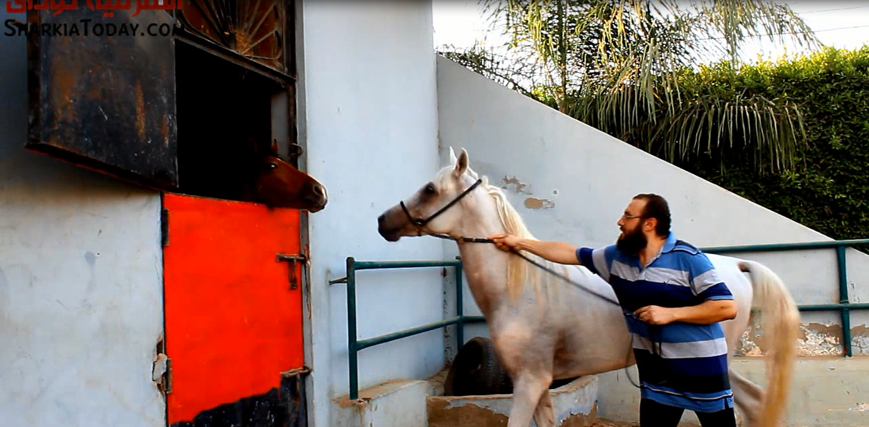 تربية الخيول وتعلم الفروسية من تراث محافظة الشرقية 1 محمد الشربيني
