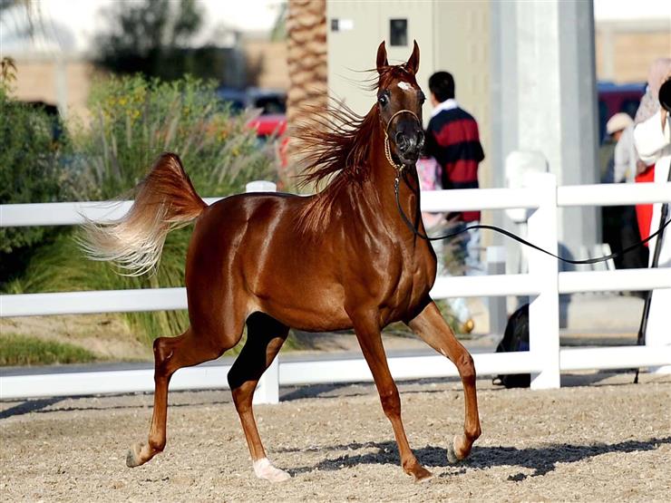 انطلاق مهرجان الشرقية للخيول العربية 26 و27 سبتمبر 1 الشرقية