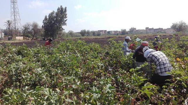 جني 37 ألف و 52 فدان في موسم حصاد القطن بالشرقية 1 جني القطن بالشرقية