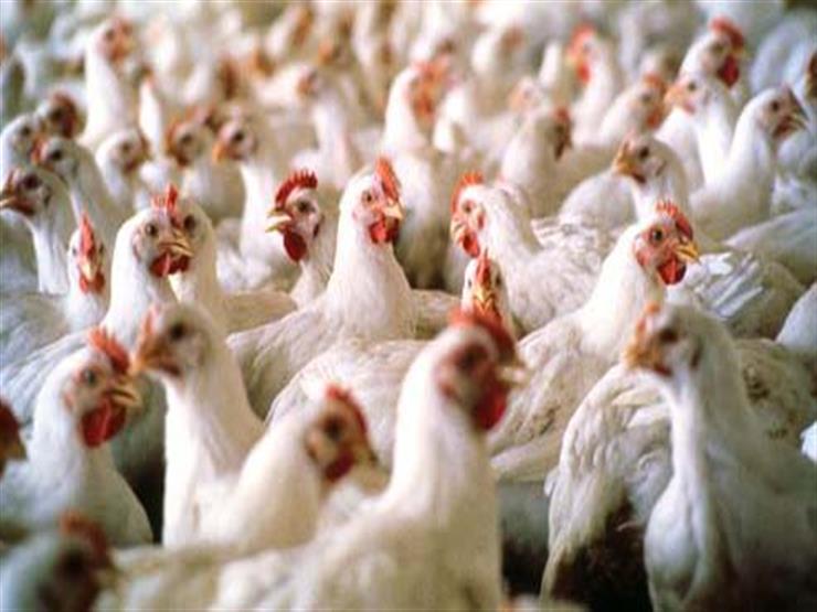 شعبة الدواجن تحذر من كارثة وبائية بسبب ظروف الطقس 1 الدواجن
