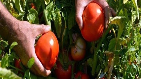 الزراعة تزف بشرى سارة بشأن أسعار الطماطم 1 الزراعة تزف بشرى سارة بشأن أسعار الطماطم