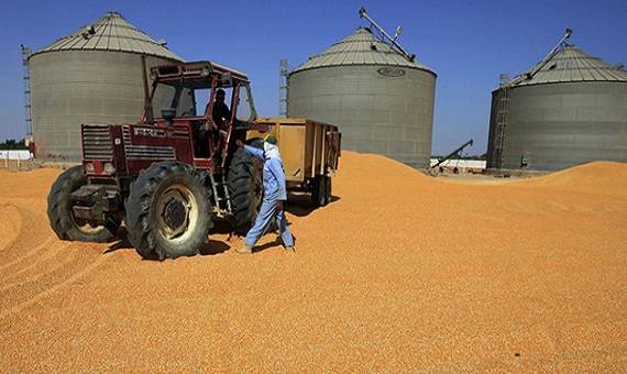السجن 5 سنوات وغرامة 15 مليون جنيه لمختلس 500 طن قمح بالشرقية 1 السجن مختلس 500 طن قمح بالشرقية