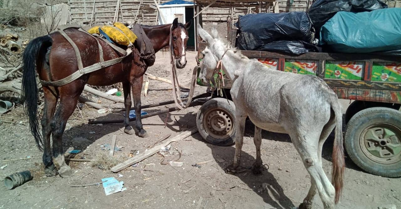 حديقة حيوانات الجيزة تتسلم حمير نباشين القمامة بالزقازيق 1 حديقة حيوانات الجيزة تتسلم حمير نباشين القمامة بالزقازيق