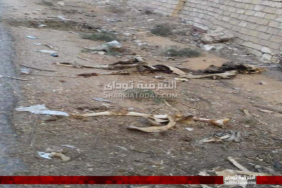 انتشار الحيوانات النافقة على طريق الملاك بأبوحماد 1 نافقة على طريق الملاك بأبوحماد 2