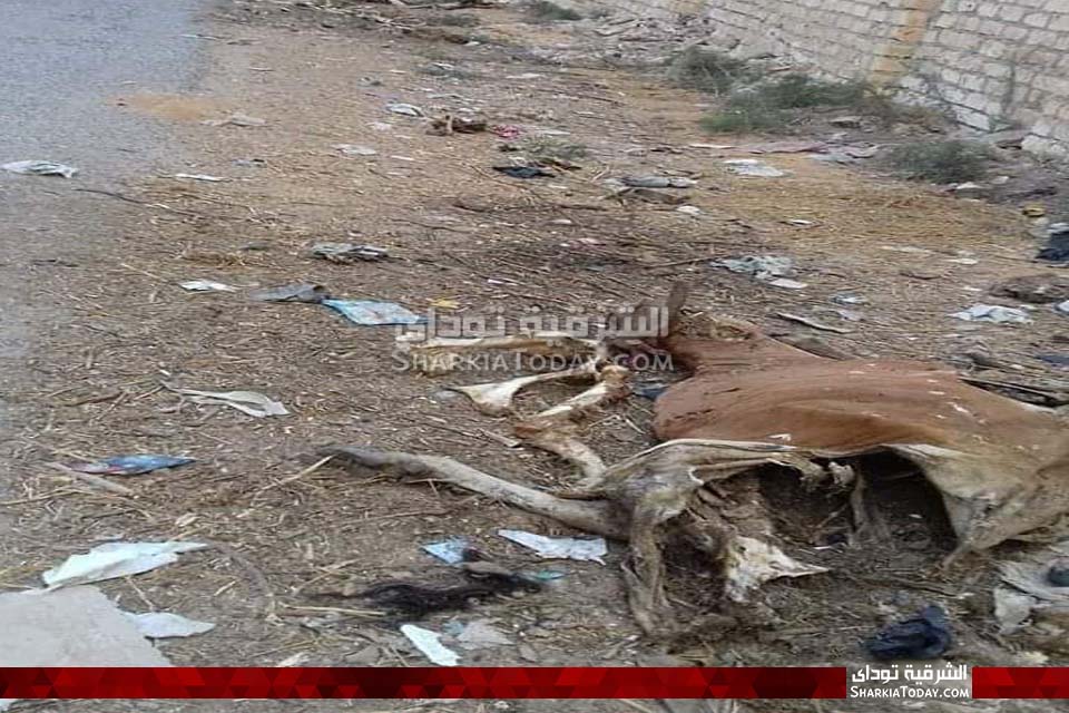 انتشار الحيوانات النافقة على طريق الملاك بأبوحماد 3 نافقة على طريق الملاك بأبوحماد 3