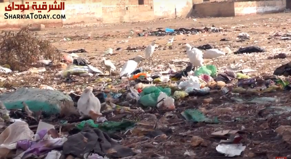 سكان شارع فاروق بالزقازيق يستغيثون بسبب القمامة: الثعابين تتسلل إلى بيوتنا 2 سكان شارع فاروق بالزقازيق يستغيثون بسبب القمامة