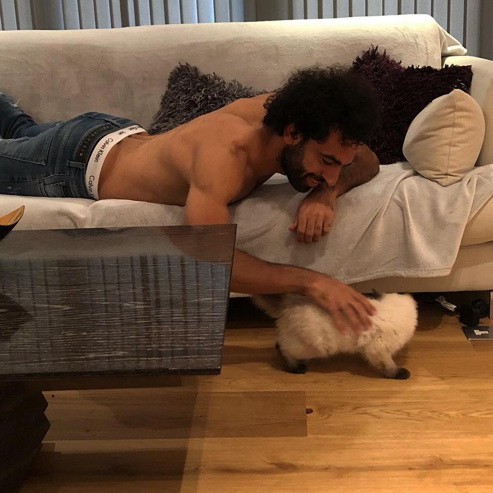 معلومات عن قطة محمد صلاح.. أغلى قطط العالم 1 معلومات عن قطة محمد صلاح.. أغلى قطط العالم