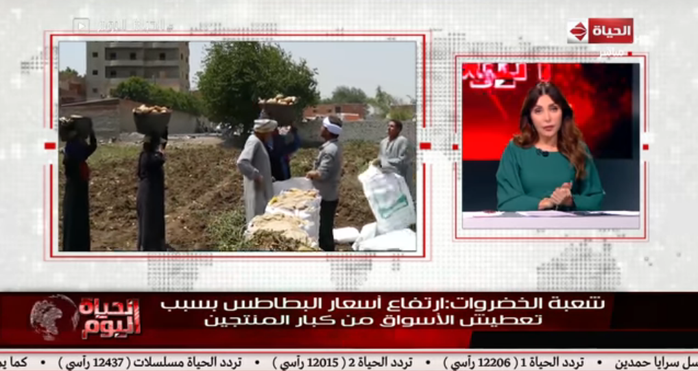 نقيب الفلاحين يستغيث بالسيسي: انقذنا من مافيا البطاطس 1 نقيب الفلاحين يستغيث بالسيسي
