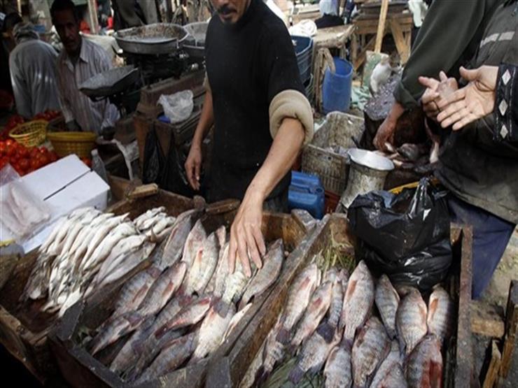 إعدام 500 كيلو أسماك غير صالحة بالعاشر من رمضان 1 أسماك غير صالحة للاستهلاك الأدمي