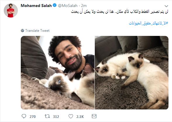 محمد صلاح يعلق على تصدير الكلاب والقطط من مصر 2 محمد صلاح يعلق على تصدير الكلاب والقطط من مصر