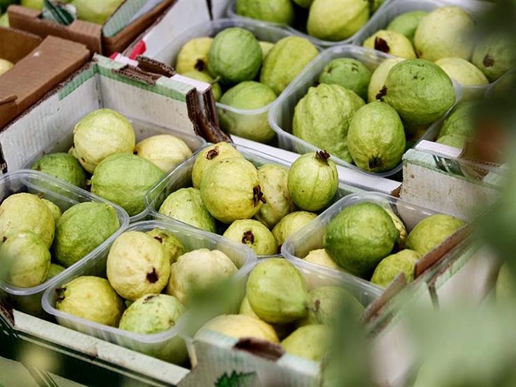 السعودية تحذر من فرض حظر استيراد الجوافة المصرية 1 السعودية تحذر من فرض حظر استيراد الجوافة المصرية