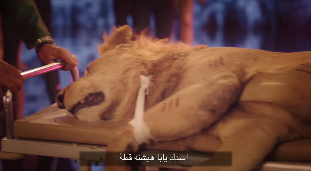حقيقة إصابة أسد «بشرى» في كليب «كوبرا» 2 حقيقة إصابة أسد «بشرى» في كليب «كوبرا»