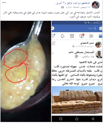 حقيقة انتشار الدود في العدس المصري 7 حقيقة انتشار الدود في العدس المصري