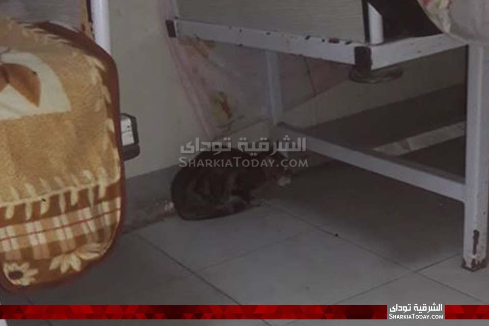 القطط داخل أقسام مستشفى أبوحماد المركزي