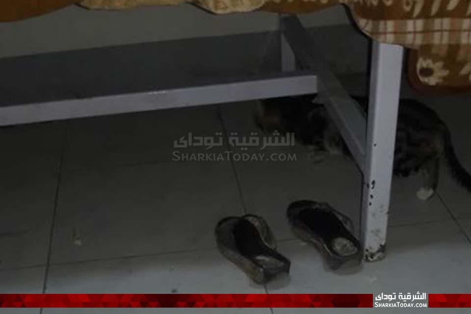 القطط داخل أقسام مستشفى أبوحماد المركزي2