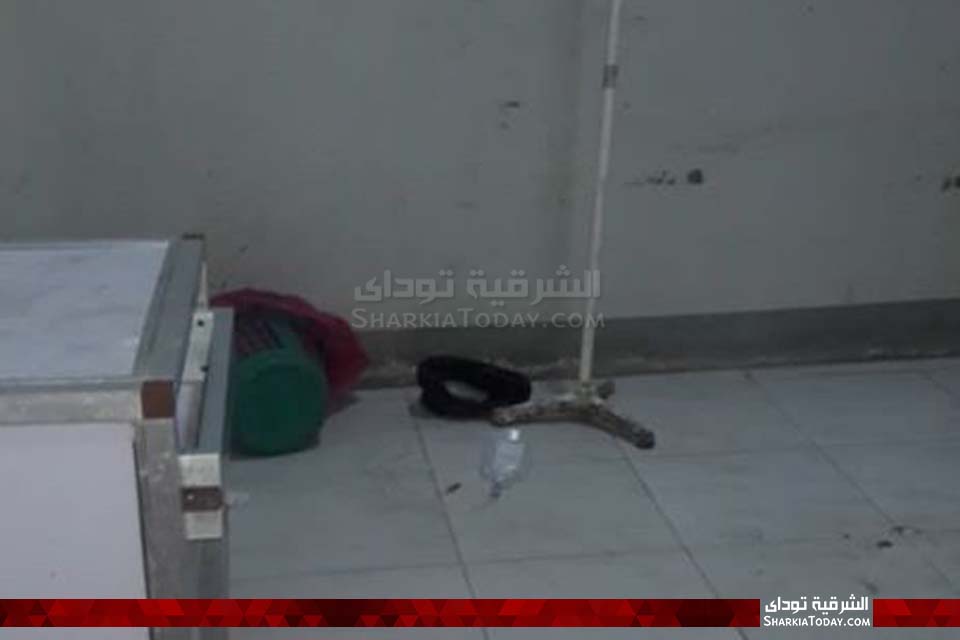 القطط داخل أقسام مستشفى أبوحماد المركزي4