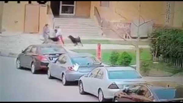 تعليق اتحاد الرفق بالحيوان على واقعة كلاب مدينتي 1 تعليق اتحاد الرفق بالحيوان على واقعة كلاب مدينتي