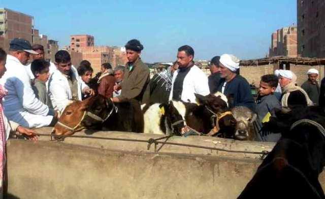 بيطري الشرقية يحصن 199 ألف و 804 رأس ماشية 1 الحملة القومية للماشية تحصن 199 ألف و 804 رأس