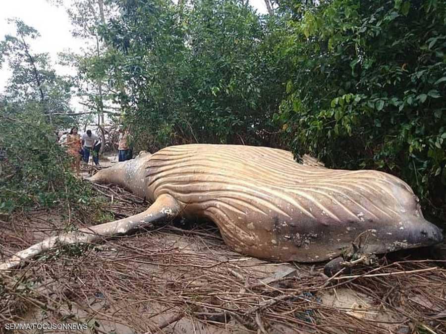 حوت نافق في الغابة طوله 11 متر يحير العلماء 1 حوت نافق في الغابة طوله 11 متر يحير العلماء