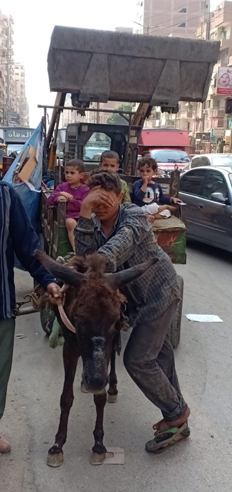 مصادرة عربة كارو في حملة مكبرة بالزقازيق 1 64459382 787168095017521 2613839155574079488 n