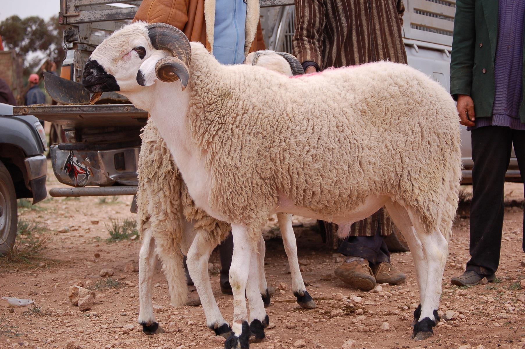 الزراعة تنصح المواطنين قبل شراء أضحية العيد 1 أضحية العيد