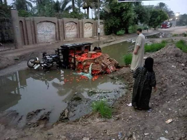 الطماطم تغرق في الصرف الصحي بقرية الحلمية بأبوحماد 1 أبوحماد