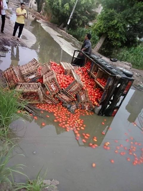 الطماطم تغرق في الصرف الصحي بقرية الحلمية بأبوحماد 5 أبوحماد
