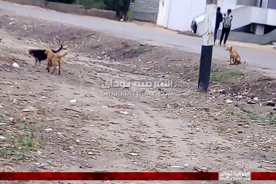 الكلاب الضالة ترعب قرى الوحدة المحلية بالصوة في أبوحماد 1