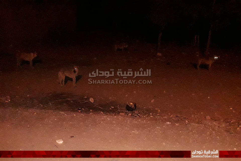 الكلاب الضالة ترعب قرى الوحدة المحلية بالصوة في أبوحماد 2 2