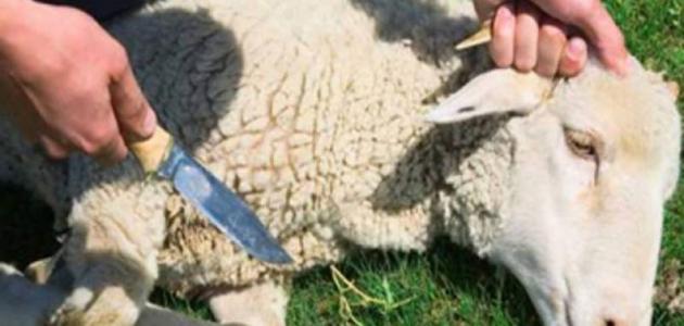 تعرف على شروط ومواصفات ووقت ذبح الأضحية الصحيحة 1 الأضحية