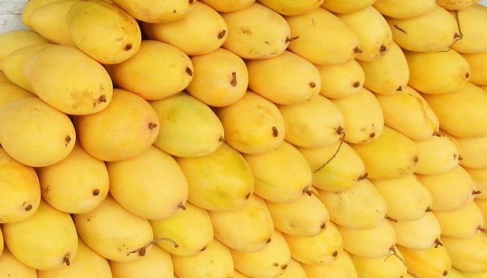 أسعار المانجو اليوم 16 أغسطس 2019 1 المانجو