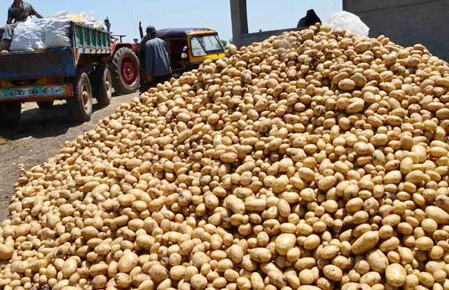 حقيقة وجود عجز في محصول البطاطس بالأسواق 1 البطاطس