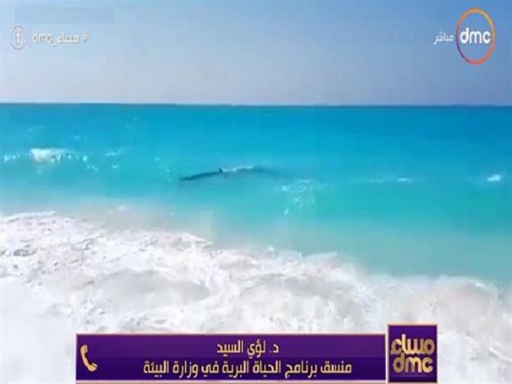 حوت في شواطئ الساحل الشمالي والبيئة تعلق 1 الساحل الشمالي