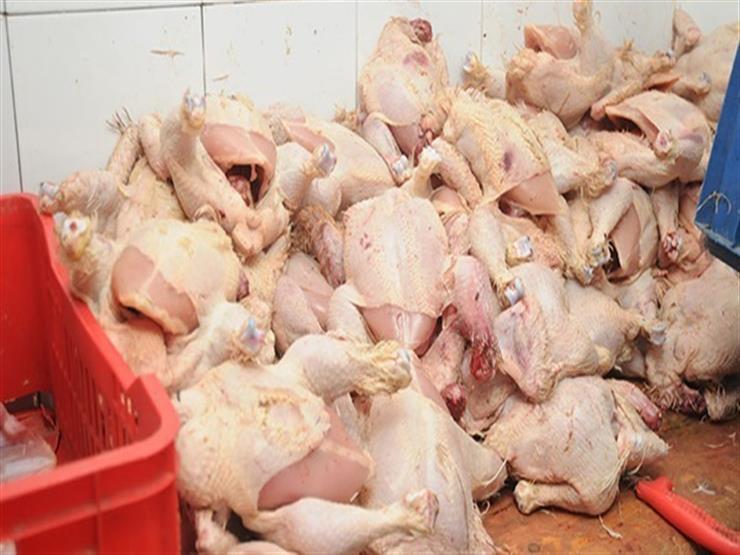 ضبط 7 طن لحوم ودواجن فاسدة بالشرقية 1 ضبط-787-كيلو-جرام-دواجن-غير-صالحة