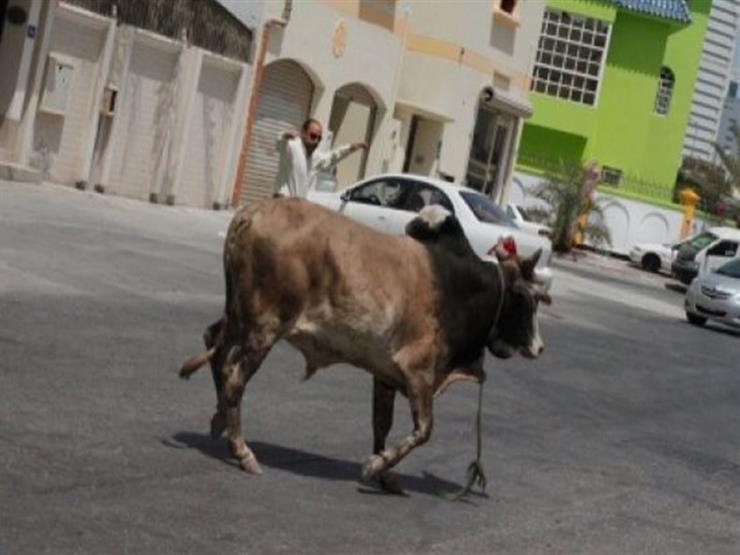 عجل يقتل طفل بطريقة وحشية بالشرقية 1 الشرقية