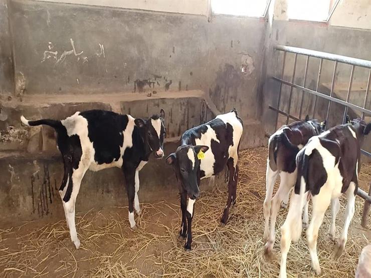 أمن الشرقية يضبط تاجري مواشي قبل ذبح عجول مسممة 1 الحسينية